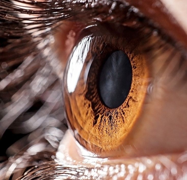Cornea